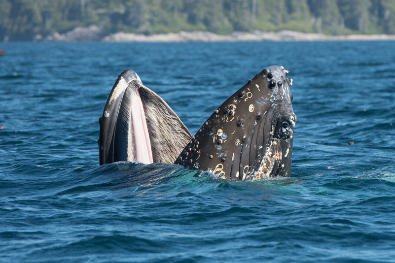 Conger trap-feeding near Bold Head in 2018 ©Jackie Hildering, MERS.