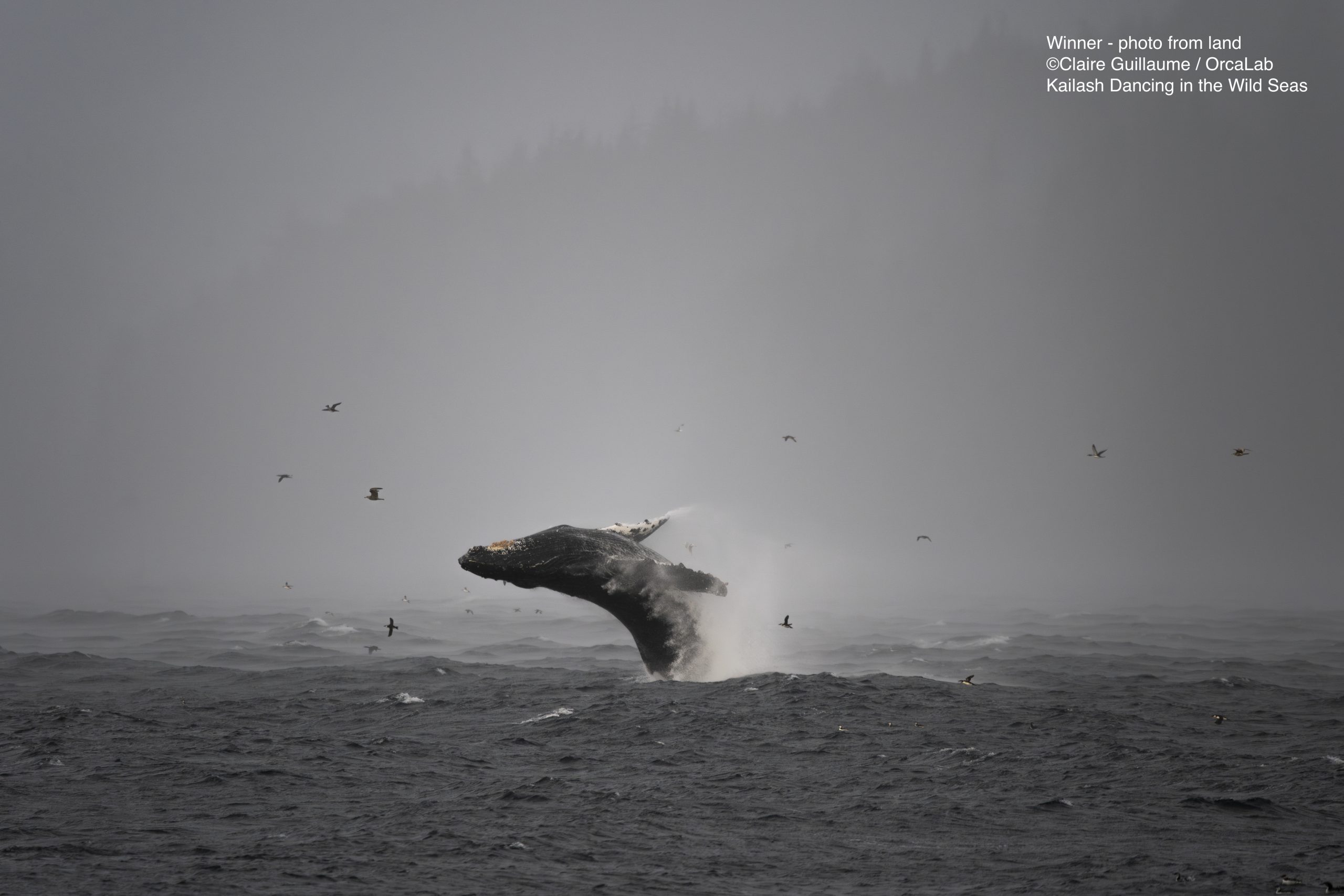 ** Winner Claire Guillaume photo from land J C03963 ClaireGuillaume