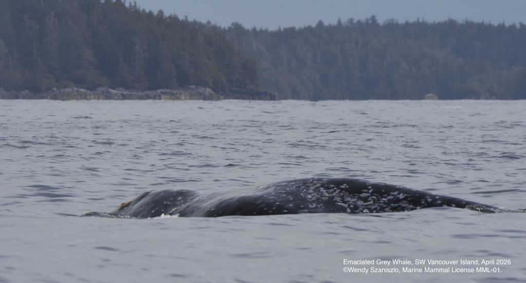 GW 2026 04 15 WendySzaniszlo Barkley PP2 7448edited (1)